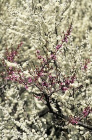 Luberon, Vaucluse (FRA,84) - Arbres fruitiers en fleur