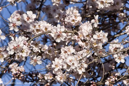09 02 2008 - Les Baux de Provence (FRA, 13) - Paysages des Alpilles