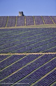 lavander fields , 2005, plateau de sault