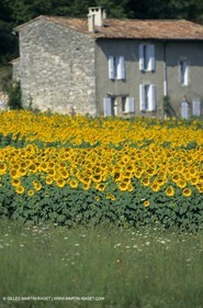 Luberon (FRA,84), Sunflower fields