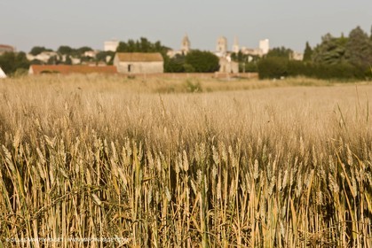 27 03 08-Arles- (FRA,13) - Van Gogh Landscapes