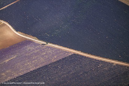 Juin 2005, Valensole (FRA,04) - Lavander fields
