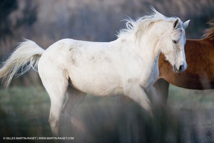 23 12 2006 - Saintes Maries de la Mer - Camargue horses