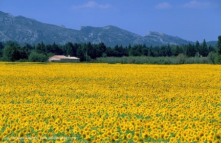 Paysages des Alpilles