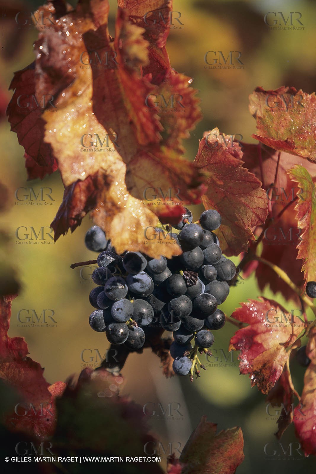 Vin, Vigne , Vendanges, vignification, vignobles, France, Provence, Côte du Rhône, Rosé