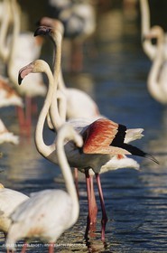 Camargue (FRA,13) - Flamants roses en Camargue