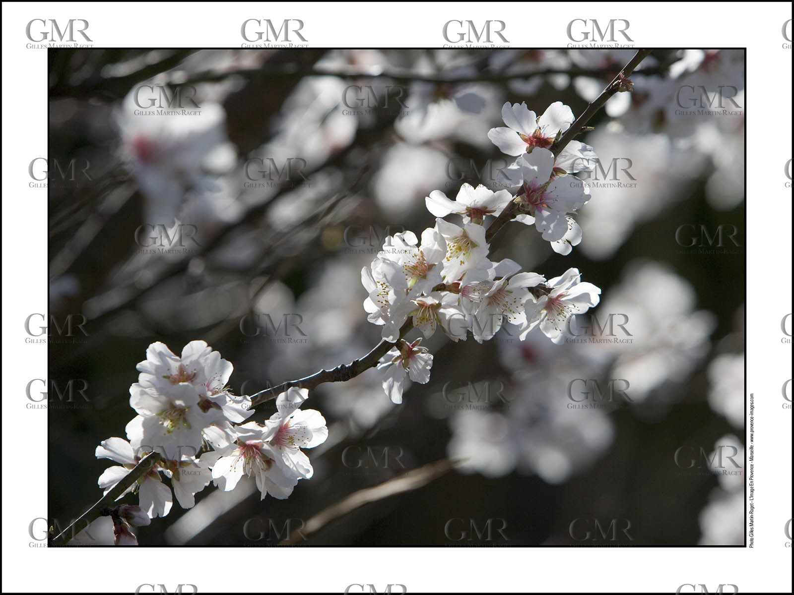 Product: in house made quality print on 8 ultrachome colors Epson ink Jet printer.Available sizes: . 30x40 cm. 50x70 cm. 80x120 cmAvailable papers: . Standard 250 gr glossy paper print, black streak, white margin, no signature. Top quality glossy 290 gr. paper, black streak, white margin, checked and signed by the author. Fine Art print (signed, numbered, stamped, registered) on demand. Other supports (Canvas, Acrylic, Metal) on demandPackaging: cylindric reinforced tubeShipping options: regular mail or Shipping companyClick on the basket icon to select your options and start the online ordering process