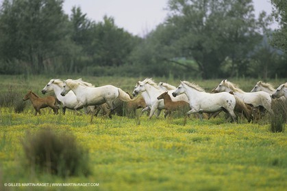 France, Provence, Camargue, chevaux   Horses