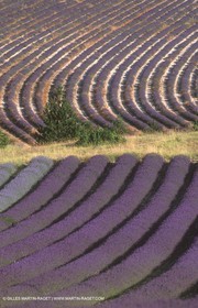 Lavander fields