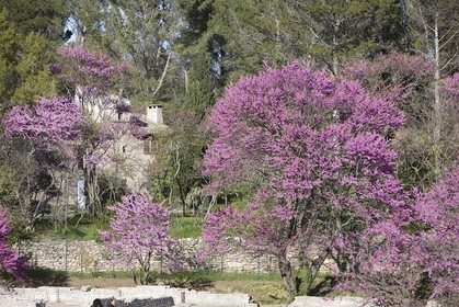 12 04 2008 - Saint Rémy de Provence - (FRA, 13) - Vincent Van Gogh south - Glanum roman ruin