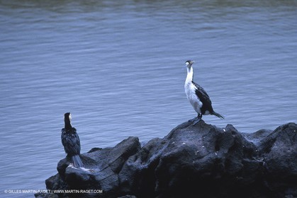 Destinations - South Pacific Ocean - New Zealand