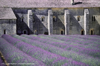 Hgher Provence - Lavender fields
