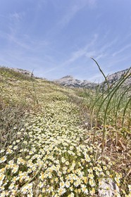 20 05 2009 - Marseille (FRA, 13) - Les Calanques - Calanque de Marseilleveyre