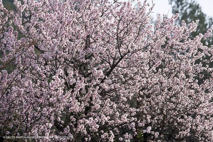 16 02 2008 - Les Baux de Provence (FRA, 13) - Paysages des Alpilles