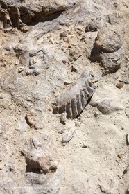 27 03 2009 - Marseille (FRA, 13) - Les Calanques - Morgiou
