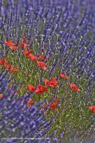 27 06 2011 - Valensole (FRA, 04) - Lavander fields