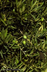 France, Provence, Oliviers, oliveraies, olive trees
