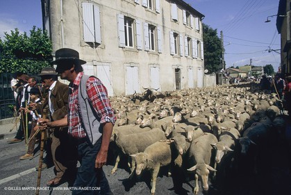 France, Provence, Moutons, bergers, élevage, transhumance