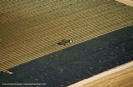 lavander fields , 2005  , Valensole plateau