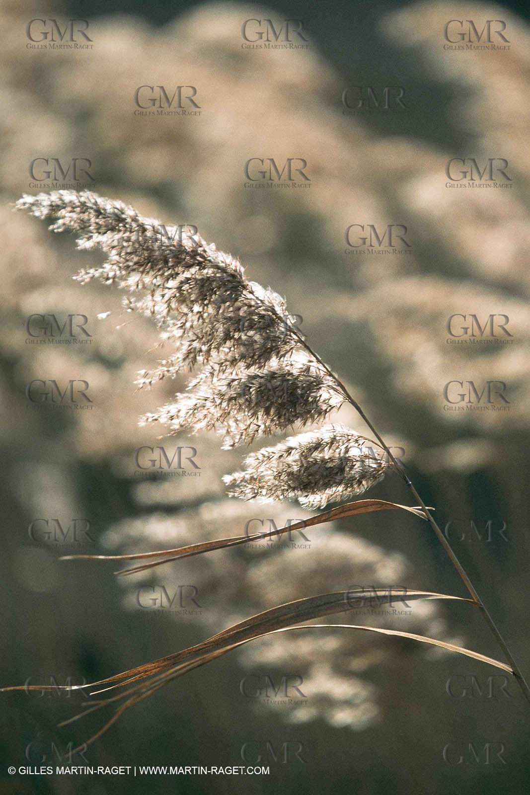 Camargue (FRA,13) - Little Camargue