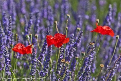 27 06 2011 - Valensole (FRA, 04) - Champs de lavande