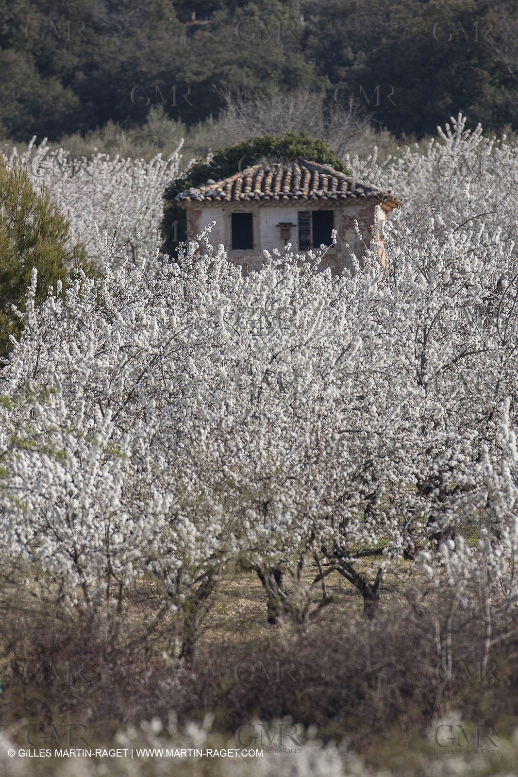 March 30th 2012 - Saint Saturnin les Apt (FRA, 84) - blooming cherry trees