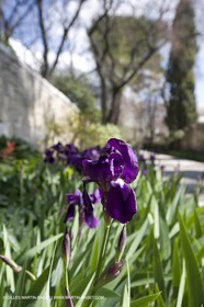 16 03 2008 - Saint Rémy de Provence (FRA, 13) - Saint Paul de Mausole - Les Iris