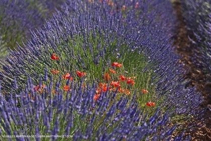 27 06 2011 - Valensole (FRA, 04) - Lavander fields