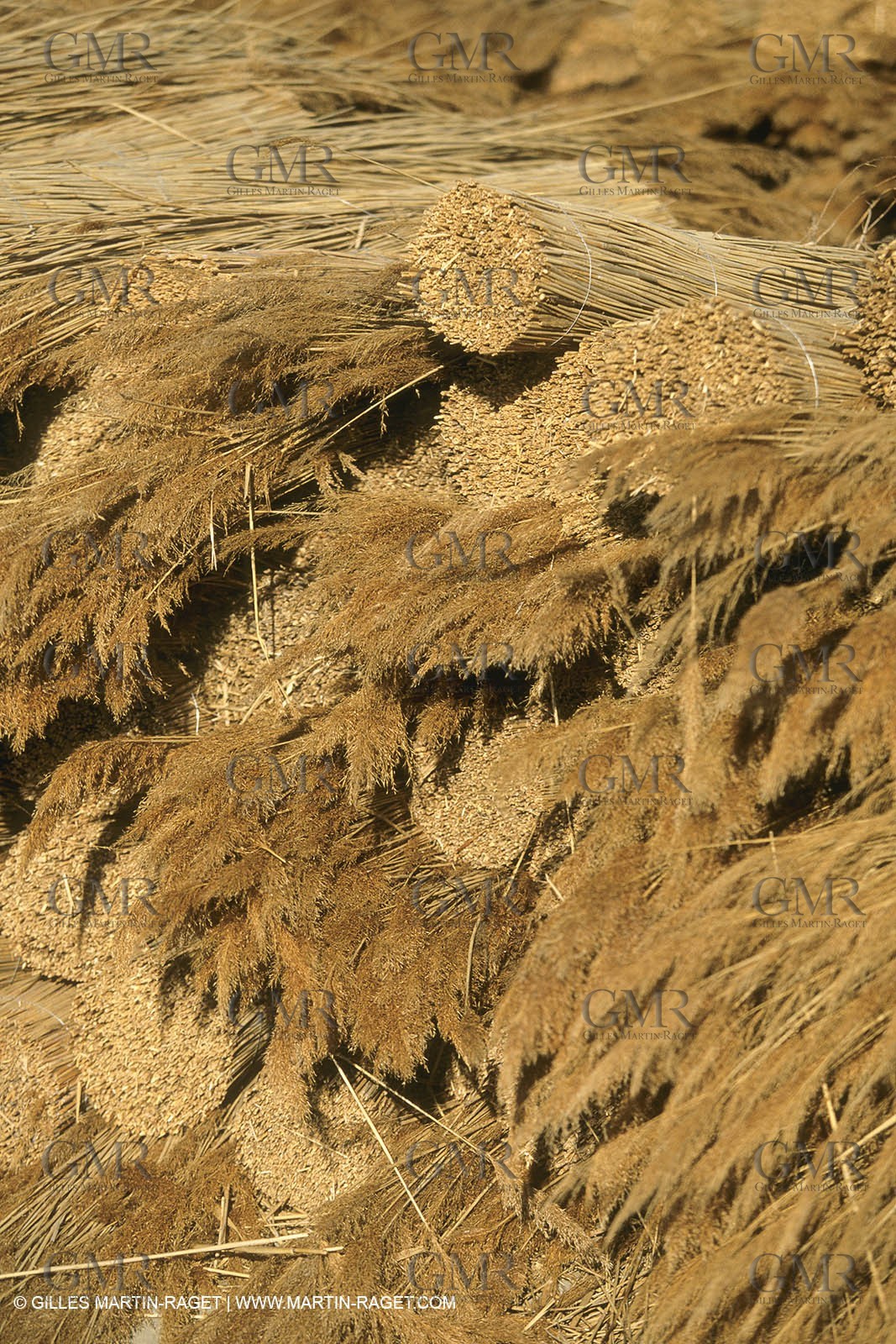 France, Provence, Camargue