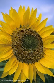 Alpilles (FRA,13) - Champs de tournesols