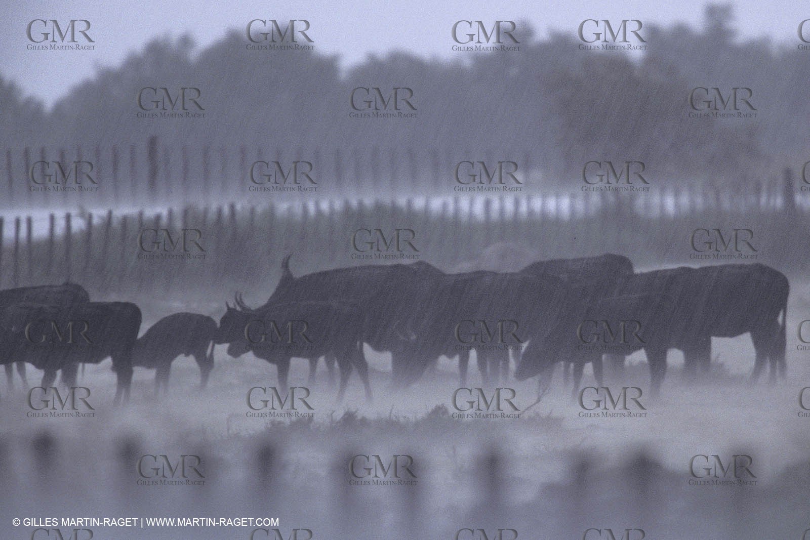 France, Provence, Camarggue, Taureaux de Camargue, bulls
