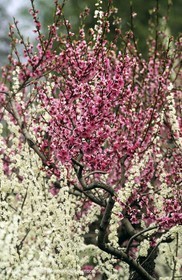Luberon, Vaucluse (FRA,84) - Arbres fruitiers en fleur