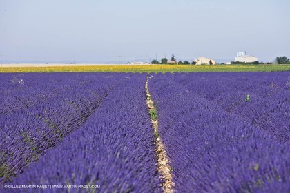 27 06 2011 - Valensole (FRA, 04) - Lavander fields