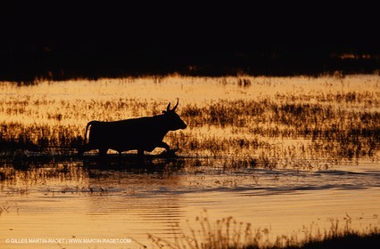 Bouches du Rhône, Camargue (FRA 13) - Taureaux de Camargue