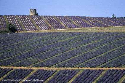Champs de lavande