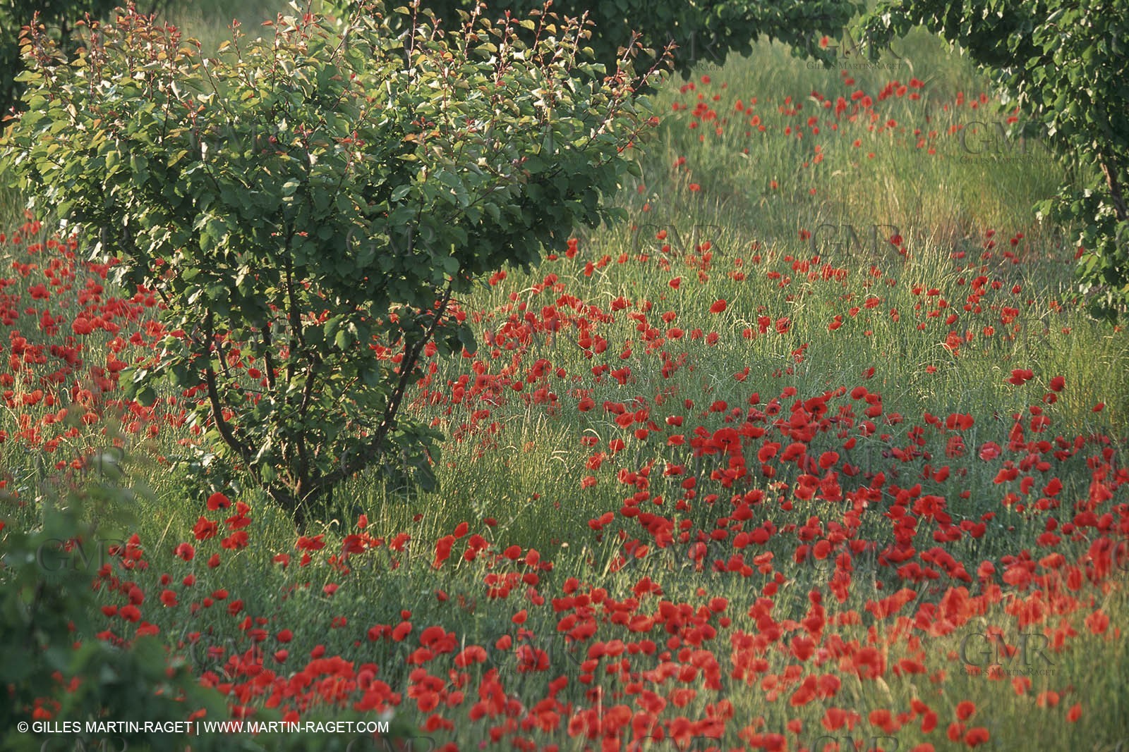 Paysages de Nîmes Métropole (FRA,30) - La Garrigue