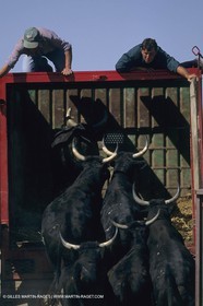 France, Provence, Camargue, Gardians de Camargue, métier, fêtes, élevage, tri