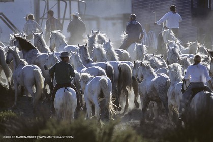 Les Saintes Maries de la mer (FRA,13) - Camargue horses