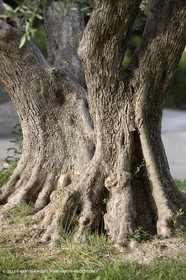 24 06 2008 - Saint Rémy de Provence (FRA-13) - Paysages des Alpilles - Oliviers