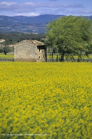 Alpilles (FRA,13), Champs de colza