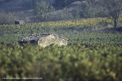 Luberon (Fra,84) - Vineyards cants