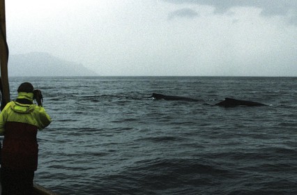 Patagonie