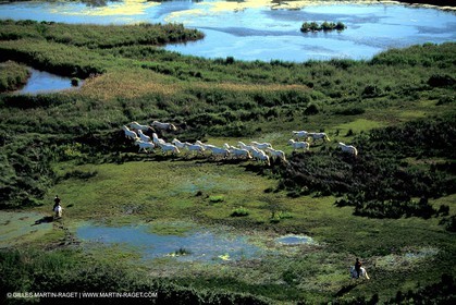 Camargue horses