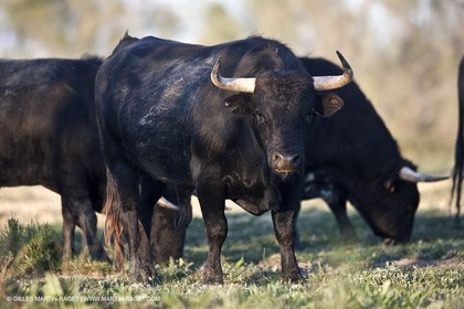 19 04 2011 - Arles (FRA,13) - Elevage de taureaux de combat en Camargue