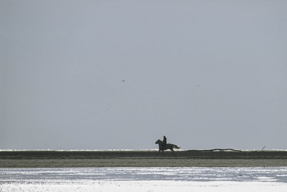 France, Provence, Gardians de Camargue