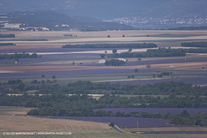 13 08 2007 - Valensole (04) - Lavandes en fleur sur le plateau de Valensole