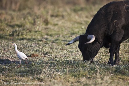 19 04 2011 - Arles (FRA,13) - Bullfight toros in Camargue