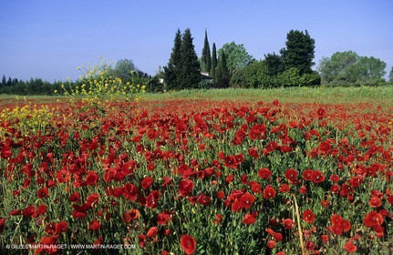 2000-2010- Les Alpilles (FRA,13) - Poppy fields