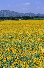 Alpilles (FRA,13) - Sunflower fields