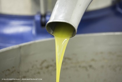 22 11 2012 - Fontvieille (FRA,13) - Olive oil making at Bedarrides olive oil mill